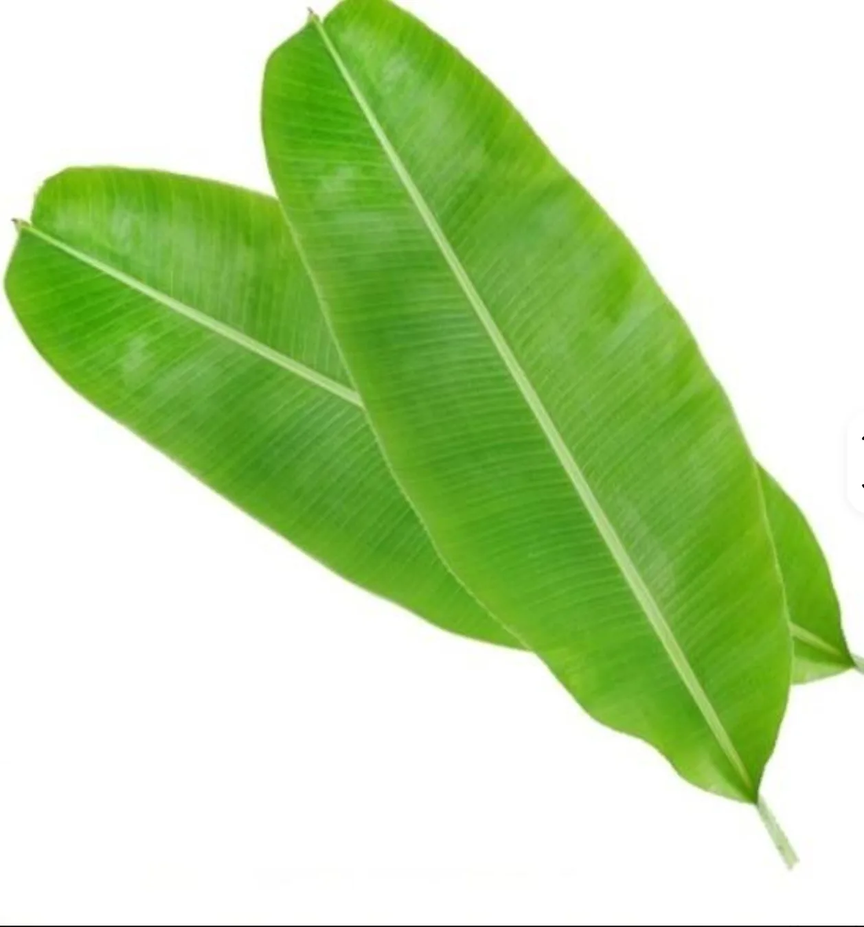 Fresh banana leaves